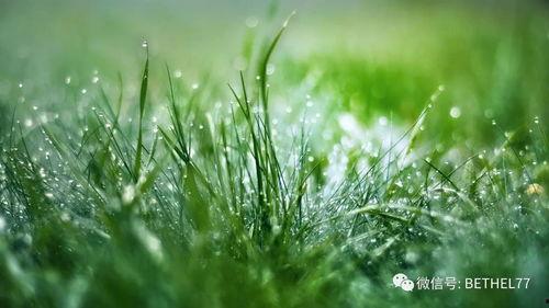 九九九久伊在人线综合小草,探寻网络文化的新奇现象